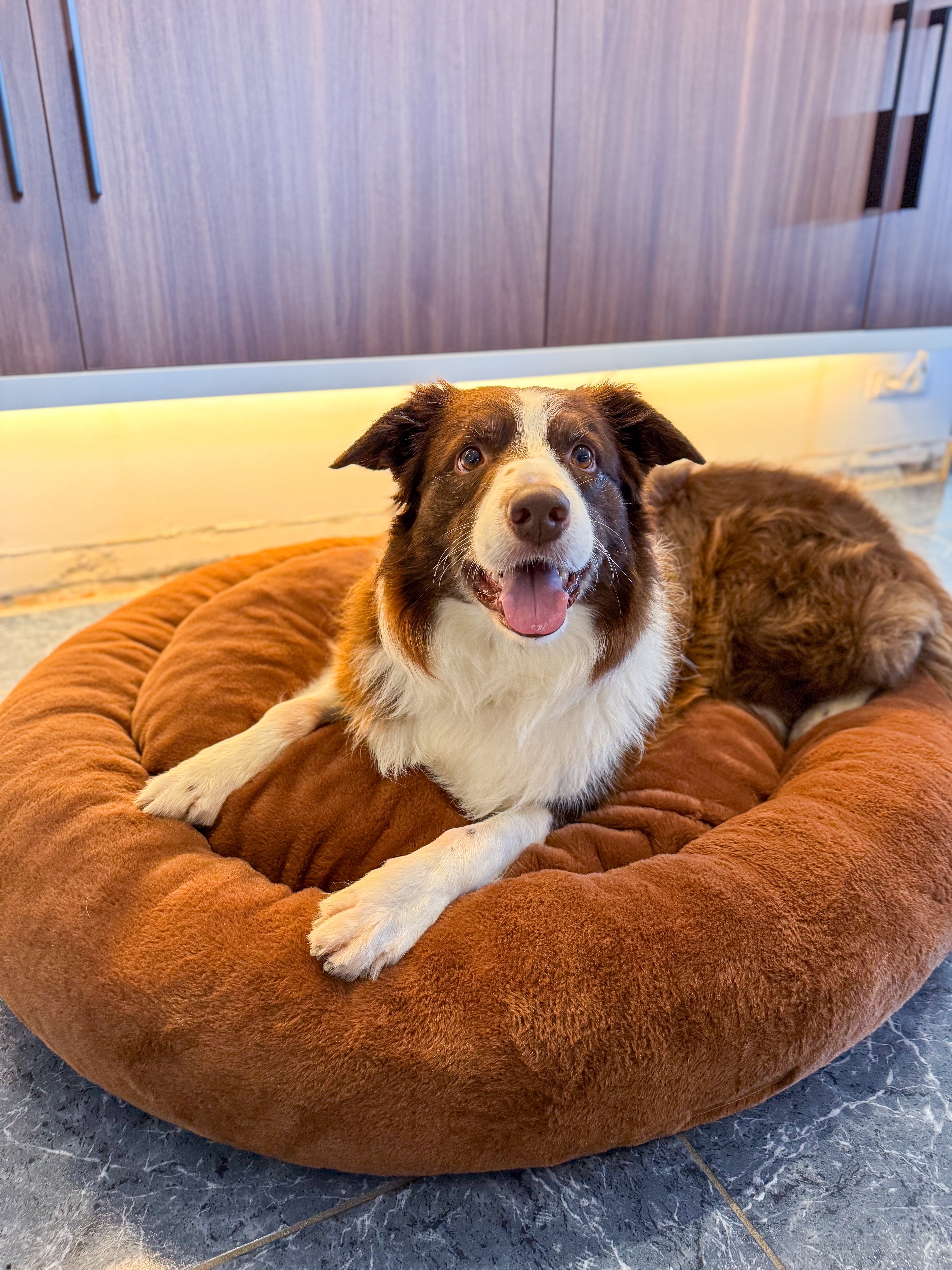 Pet Perfect - Orthopedisch Hondenmand - Largazo.nl