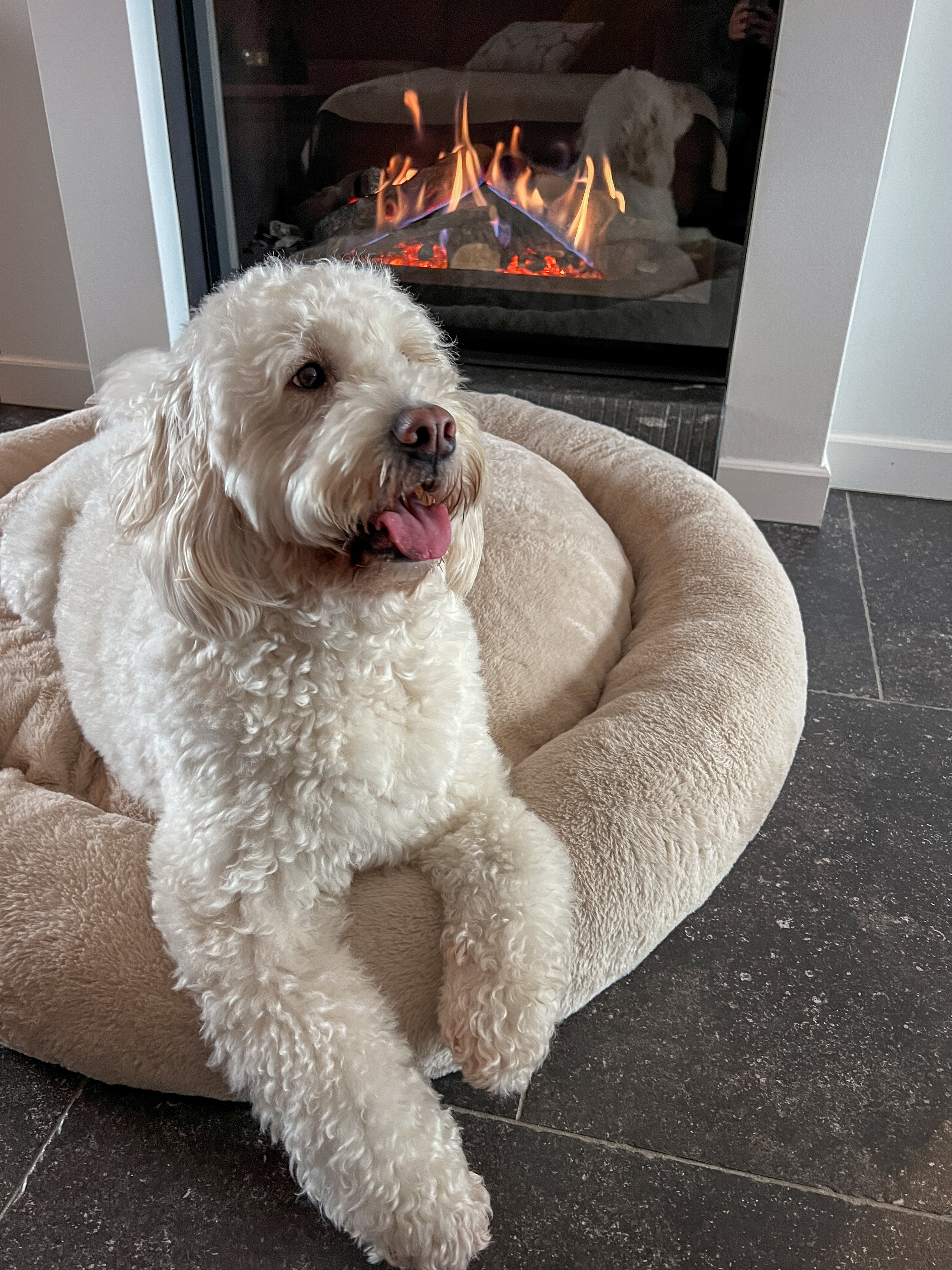 Pet Perfect - Orthopedisch Hondenmand - Largazo.nl